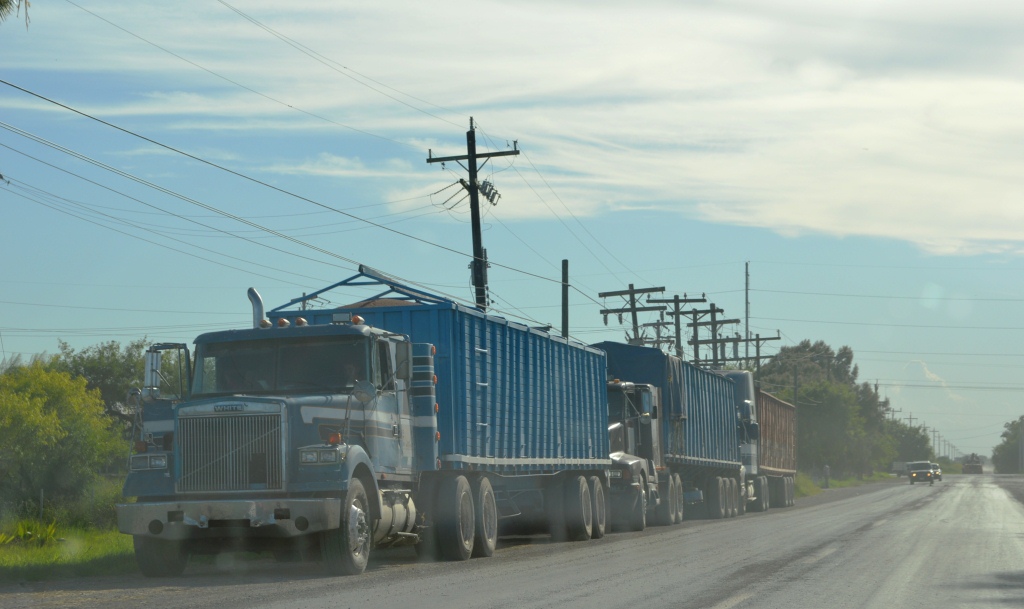 Garantizada la cosecha de sorgo al reforzar seguridad
