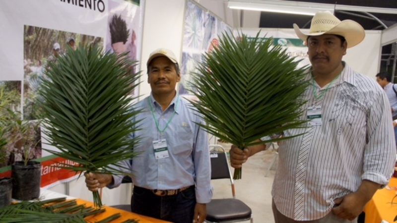 Exportan Palma Camedor de Tamaulipas a Estados Unidos y Europa