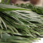 Exportan Palma Camedor de Tamaulipas a Estados Unidos y Europa