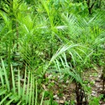 Exportan Palma Camedor de Tamaulipas a Estados Unidos y Europa