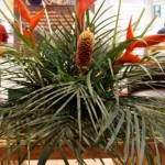 Exportan Palma Camedor de Tamaulipas a Estados Unidos y Europa