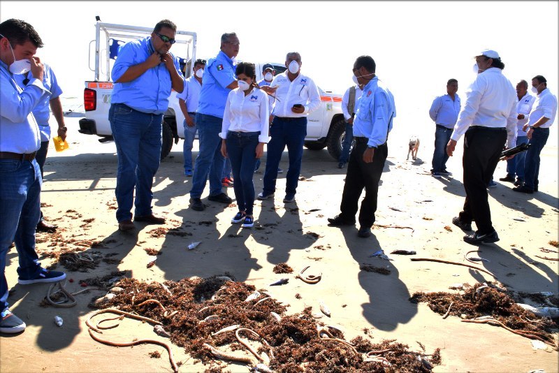 Intensifica Gobierno de Matamoros limpieza en la playa Costa Azul