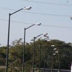 Concluye el Gobierno de Tampico la rehabilitación de alumbrado público en el bordo Cascajal-Nacional