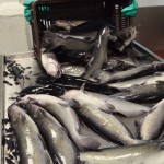 Tamaulipas pionero en producir cremas cosméticas a base de colágeno de bagre