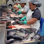 Tamaulipas pionero en producir cremas cosméticas a base de colágeno de bagre