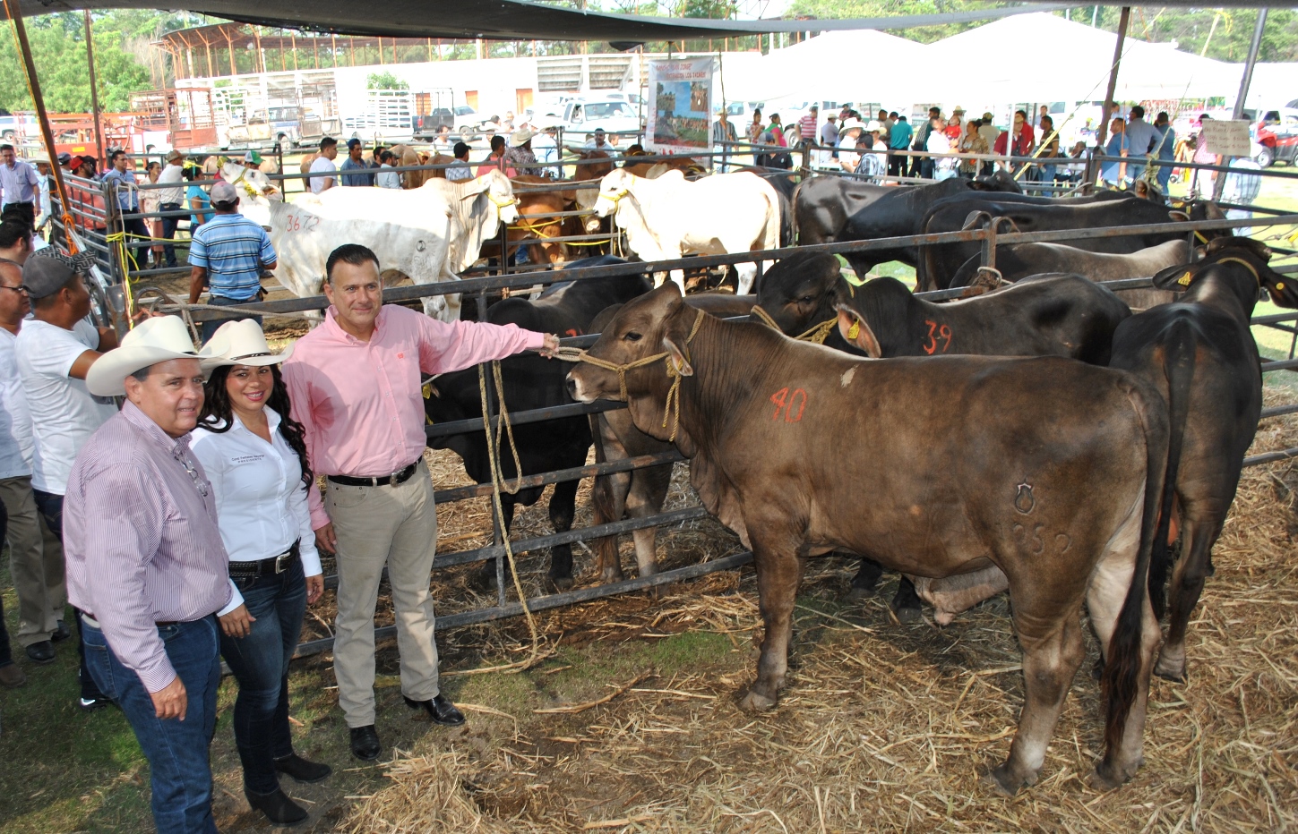 Tamaulipas es líder en ganado de registro: Pablo