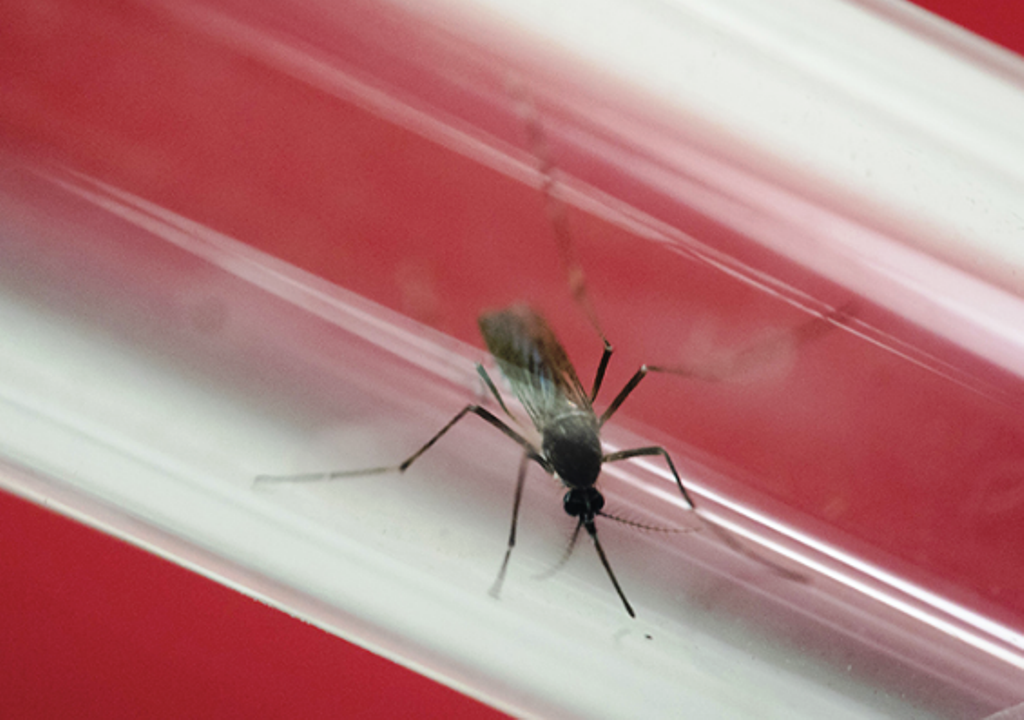 EU registra nacimiento de bebé con microcefalia por zika