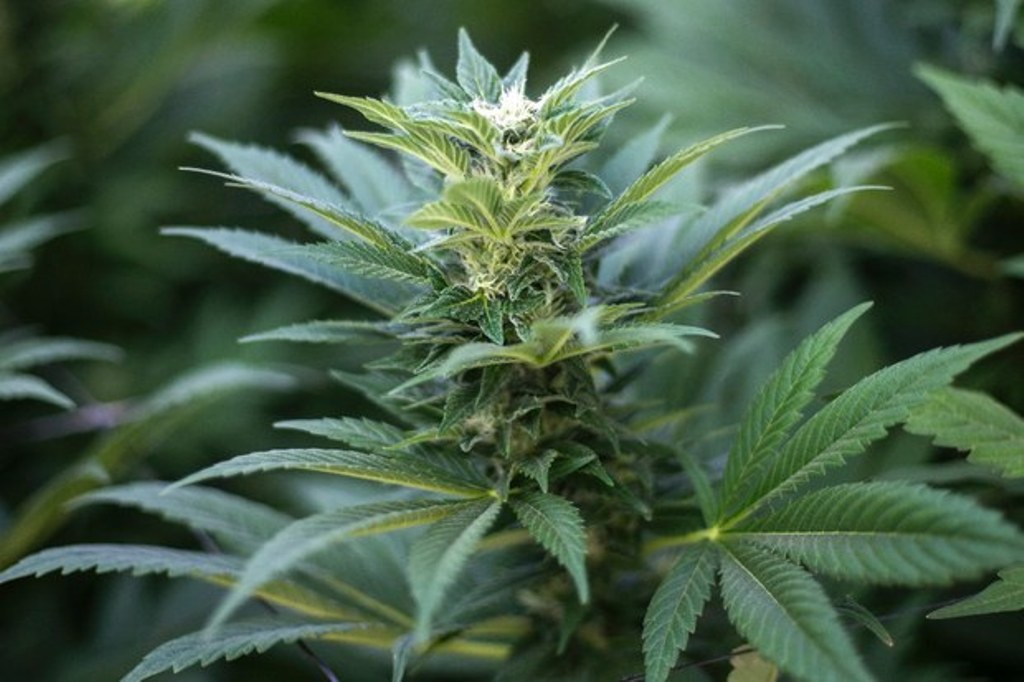 Elecciones EU: legalización de mariguana, entre los referéndums