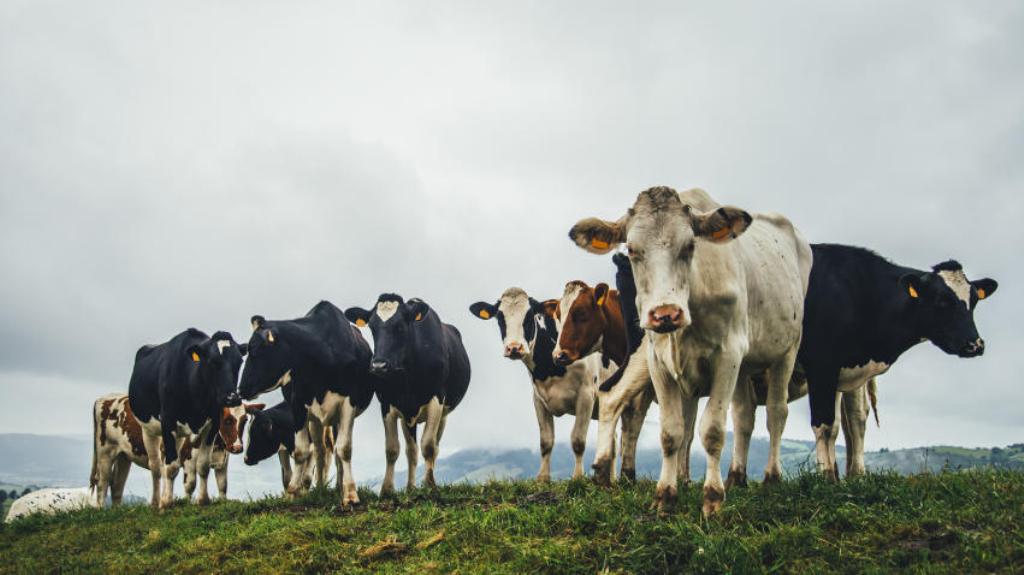 Más empresas mexicanas exportan al mercado musulmán