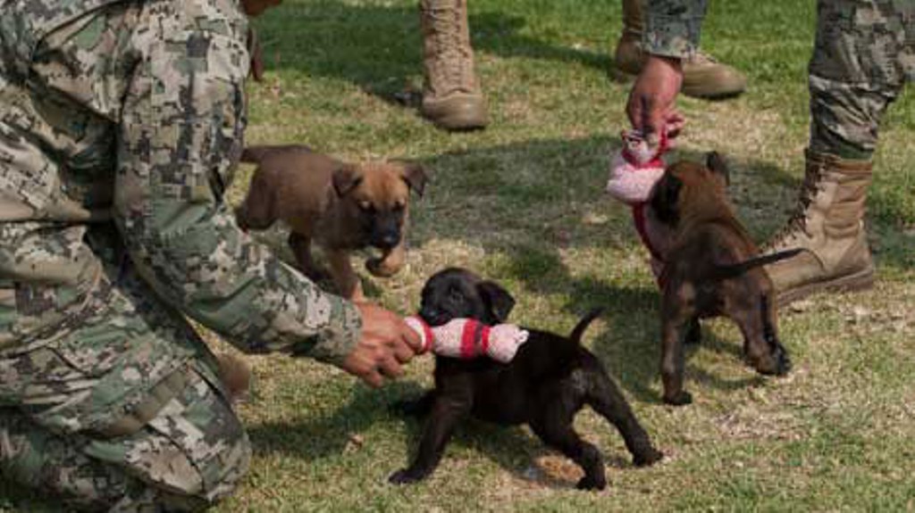 Aumentará la Marina su batallón canino