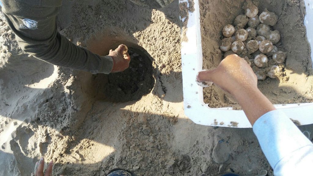 Municipio colabora en la conservación y cuidado de la Tortuga Lora Municipio colabora en la conservación y cuidado de la Tortuga Lora