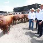 Tamaulipas firme en la recuperación de la competitividad ganadera