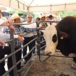 Tamaulipas firme en la recuperación de la competitividad ganadera