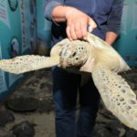 Rescatan y liberan a más de 200 tortugas varadas en playas de Tamaulipas
