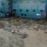 Rescatan y liberan a más de 200 tortugas varadas en playas de Tamaulipas
