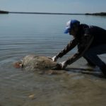 Rescatan y liberan a más de 200 tortugas varadas en playas de Tamaulipas