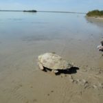 Rescatan y liberan a más de 200 tortugas varadas en playas de Tamaulipas