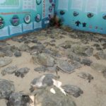 Rescatan y liberan a más de 200 tortugas varadas en playas de Tamaulipas