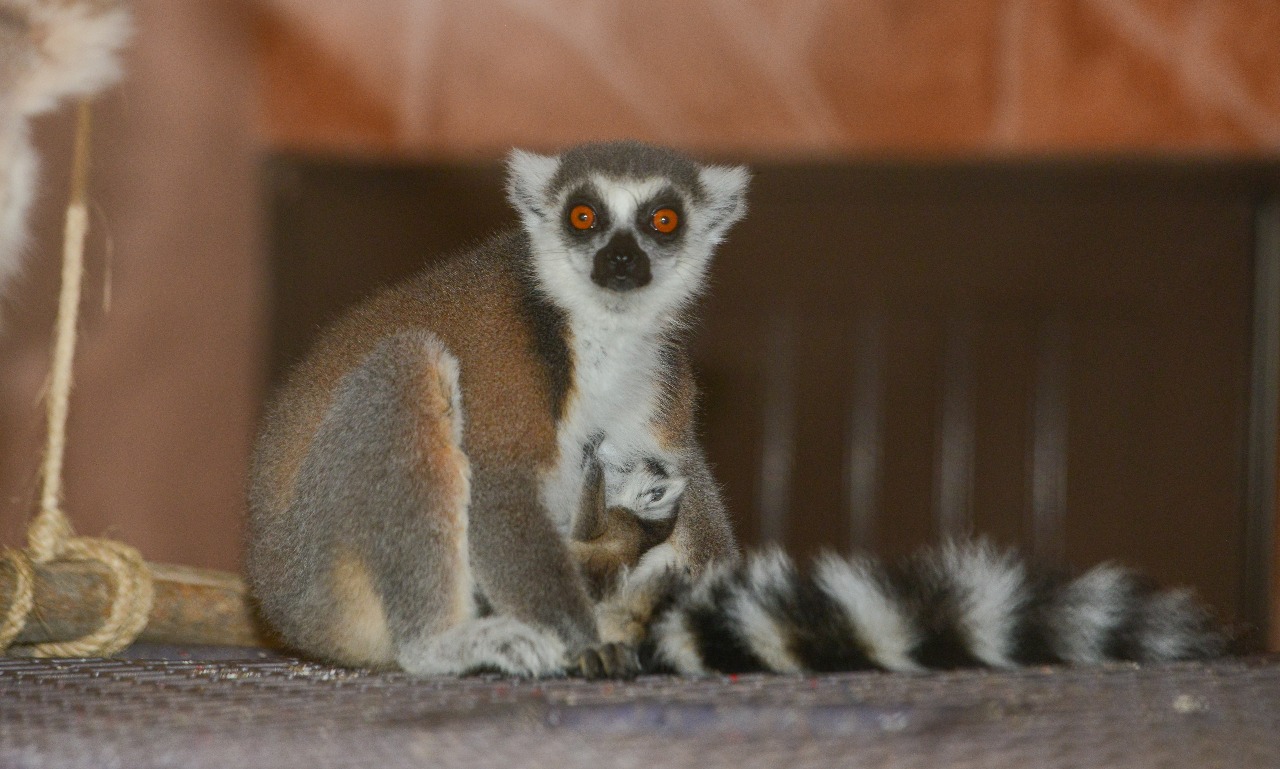 Nace un lémur cola anillada en zoológico Nace un lémur cola anillada en zoológico