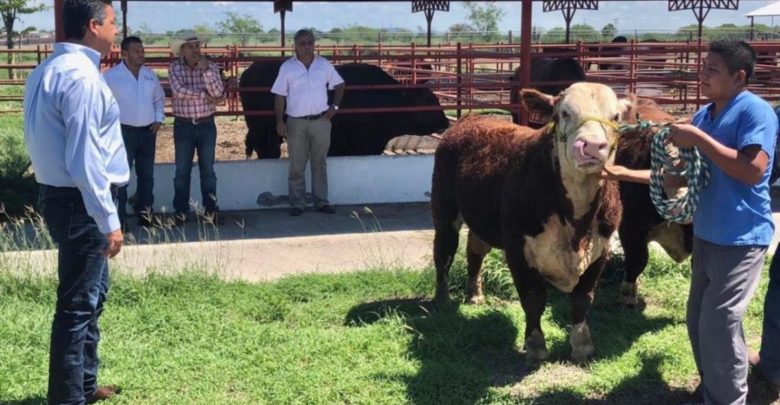 Impulsa gobierno de Tamaulipas programa de mejoramiento genético al alcance de todos los ganaderos tamaulipecos