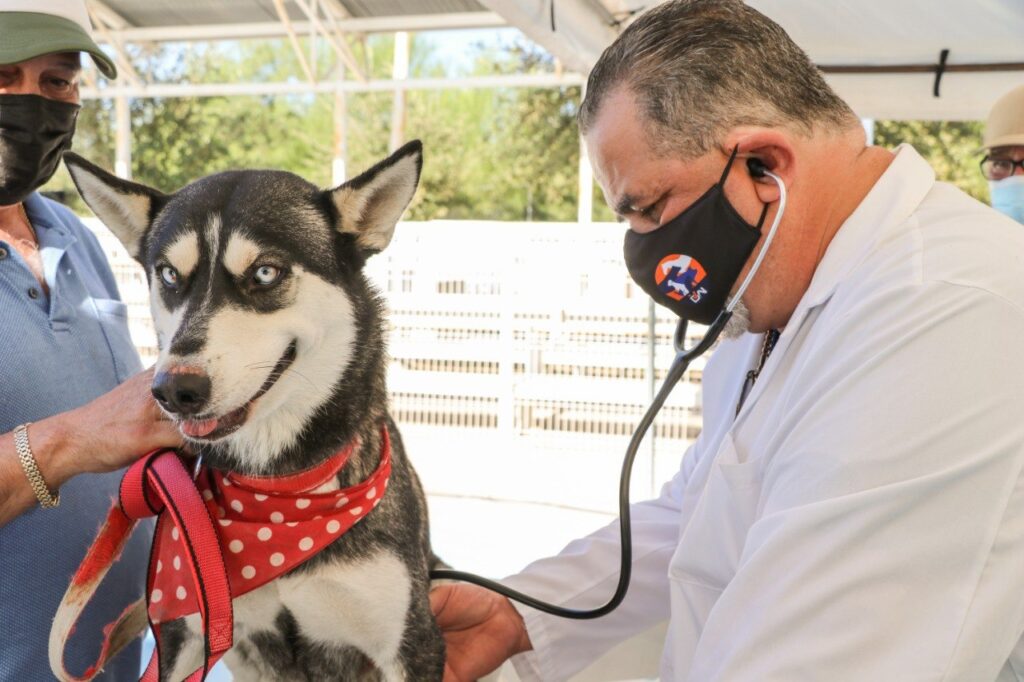 Atiende Gobierno Municipal de Nuevo Laredo salud de mascotas