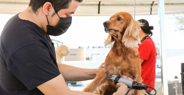 Atiende Gobierno Municipal de Nuevo Laredo salud de mascotas