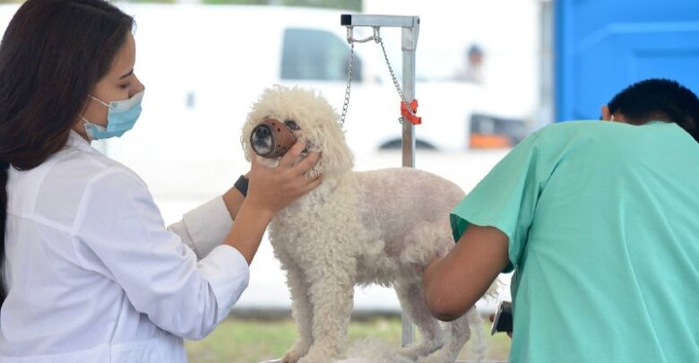 Gobierno de Nuevo Laredo lleva Brigada de Salud Animal a la colonia el Progreso Gobierno de Nuevo Laredo lleva Brigada de Salud Animal a la colonia el Progreso