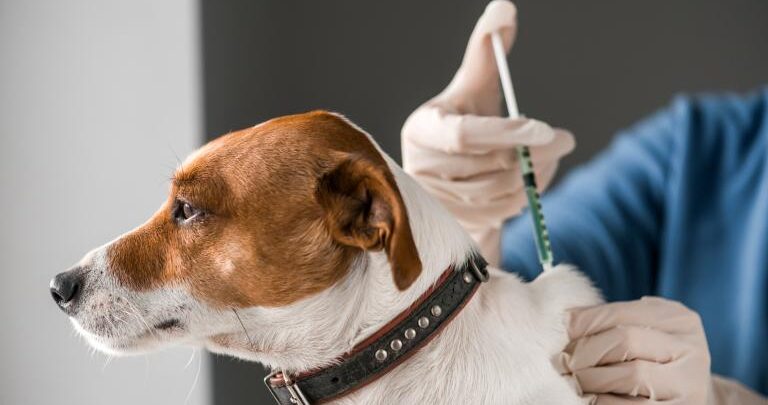 Primera brigada de salud animal en Nuevo Laredo