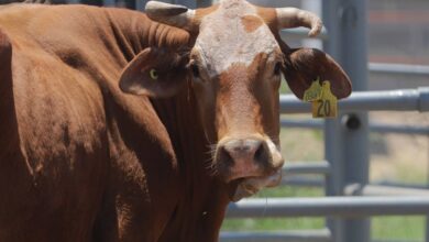 Se fortalece la campaña de consumo de carne local en Nuevo Laredo