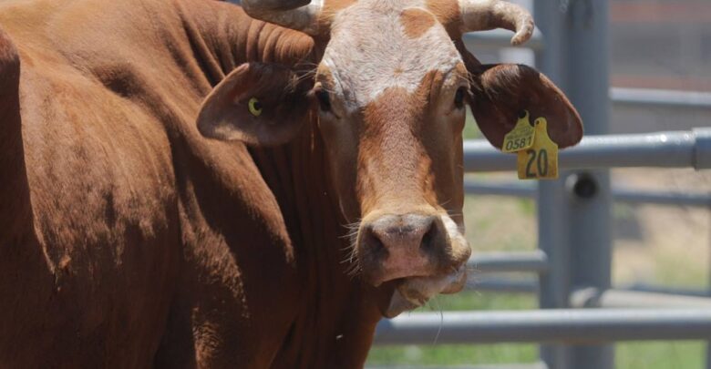 Se fortalece la campaña de consumo de carne local en Nuevo Laredo