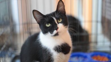 Promueven adopción de mascotas rescatadas por el Gobierno de Nuevo Laredo