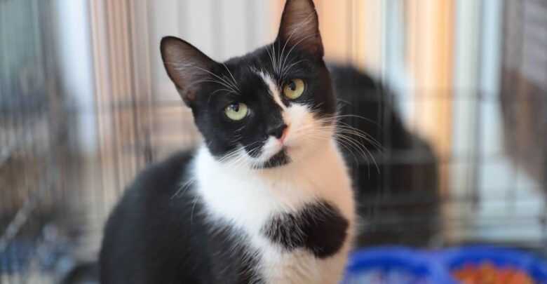 Promueven adopción de mascotas rescatadas por el Gobierno de Nuevo Laredo