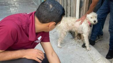 Lleva Gobierno de Nuevo Laredo atención veterinaria a domicilio