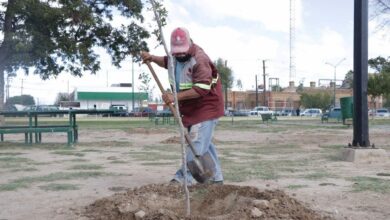 Reforesta Gobierno de Nuevo Laredo parques y plazas con mil 100 árboles