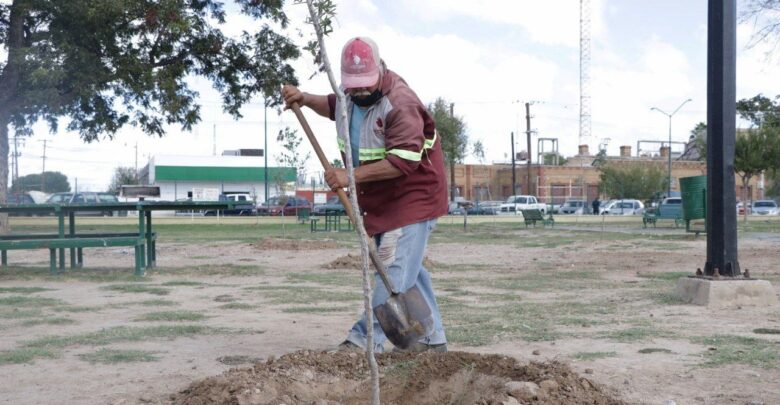 Reforesta Gobierno de Nuevo Laredo parques y plazas con mil 100 árboles