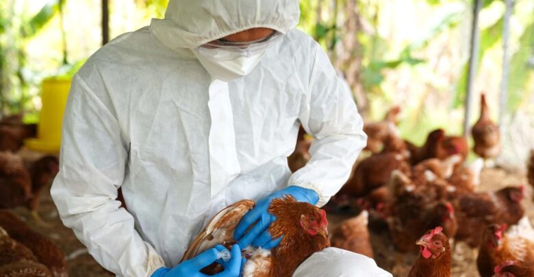 Consumo de pollo y derivados es seguro tras supuesto caso de gripe aviar: Ssa