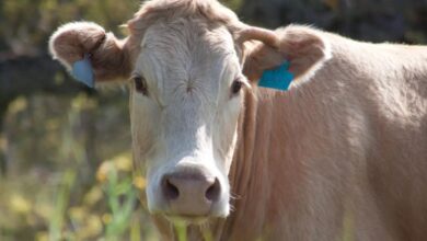 Detectan caso de Miasis en humanos por gusano barrenador en Chiapas