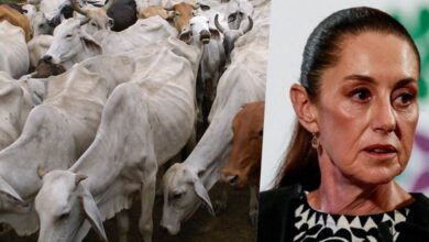 Sheinbaum critica cierre fronterizo de EU al ganado mexicano