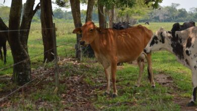 Productores de carne en Nuevo León diseñan estrategia contra el gusano barrenador