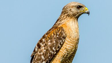 Detectan primer caso de gusano barrenador en fauna silvestre en Tabasco