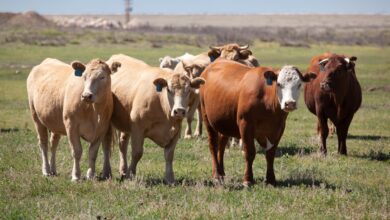 Preocupa a productores de Nuevo Laredo la amenaza del gusano barrenador Preocupa a productores de Nuevo Laredo la amenaza del gusano barrenador