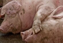 España detecta dos casos de peste porcina africana tras tres décadas libres