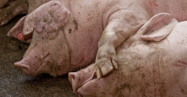 España detecta dos casos de peste porcina africana tras tres décadas libres