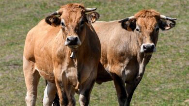 Confirman primer caso de gusano barrenador en Michoacán