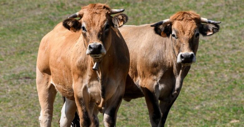 Confirman primer caso de gusano barrenador en Michoacán