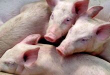 España notifica a la OMS caso de gripe porcina sin contacto con cerdos