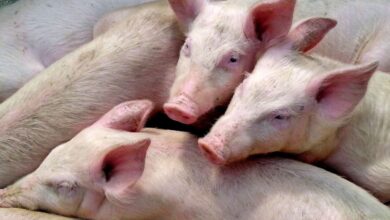 España notifica a la OMS caso de gripe porcina sin contacto con cerdos