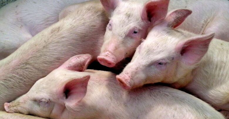 España notifica a la OMS caso de gripe porcina sin contacto con cerdos
