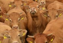 Detectan gusano barrenador en Guanajuato; ya son 20 estados afectados