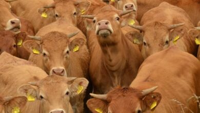 Detectan gusano barrenador en Guanajuato; ya son 20 estados afectados